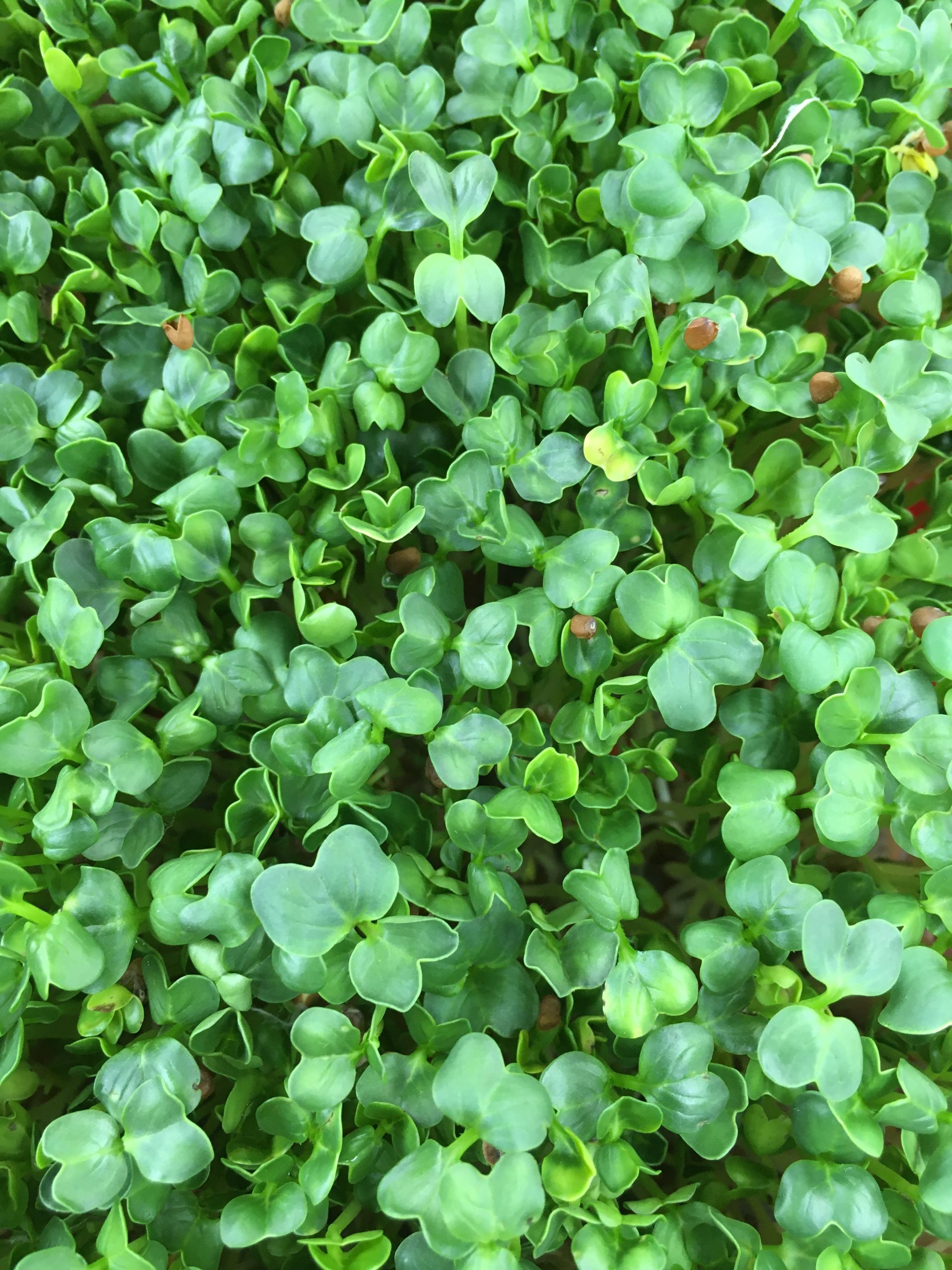 Daikon Radish New Leaf Flavors